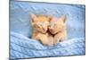 Baby Cat Sleeping. Ginger Kitten on Couch under Knitted Blanket. Two Cats Cuddling and Hugging. Dom-FamVeld-Mounted Photographic Print