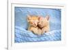 Baby Cat Sleeping. Ginger Kitten on Couch under Knitted Blanket. Two Cats Cuddling and Hugging. Dom-FamVeld-Framed Photographic Print