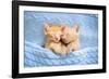 Baby Cat Sleeping. Ginger Kitten on Couch under Knitted Blanket. Two Cats Cuddling and Hugging. Dom-FamVeld-Framed Photographic Print