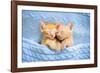 Baby Cat Sleeping. Ginger Kitten on Couch under Knitted Blanket. Two Cats Cuddling and Hugging. Dom-FamVeld-Framed Photographic Print