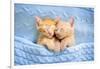 Baby Cat Sleeping. Ginger Kitten on Couch under Knitted Blanket. Two Cats Cuddling and Hugging. Dom-FamVeld-Framed Photographic Print