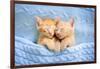 Baby Cat Sleeping. Ginger Kitten on Couch under Knitted Blanket. Two Cats Cuddling and Hugging. Dom-FamVeld-Framed Photographic Print