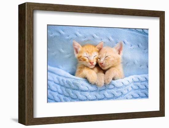 Baby Cat Sleeping. Ginger Kitten on Couch under Knitted Blanket. Two Cats Cuddling and Hugging. Dom-FamVeld-Framed Photographic Print