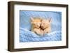 Baby Cat Sleeping. Ginger Kitten on Couch under Knitted Blanket. Two Cats Cuddling and Hugging. Dom-FamVeld-Framed Photographic Print