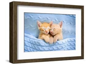 Baby Cat Sleeping. Ginger Kitten on Couch under Knitted Blanket. Two Cats Cuddling and Hugging. Dom-FamVeld-Framed Photographic Print