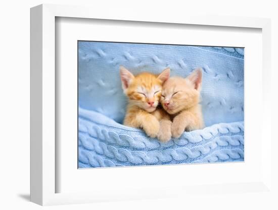 Baby Cat Sleeping. Ginger Kitten on Couch under Knitted Blanket. Two Cats Cuddling and Hugging. Dom-FamVeld-Framed Photographic Print