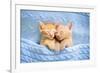 Baby Cat Sleeping. Ginger Kitten on Couch under Knitted Blanket. Two Cats Cuddling and Hugging. Dom-FamVeld-Framed Photographic Print