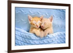 Baby Cat Sleeping. Ginger Kitten on Couch under Knitted Blanket. Two Cats Cuddling and Hugging. Dom-FamVeld-Framed Photographic Print