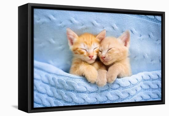 Baby Cat Sleeping. Ginger Kitten on Couch under Knitted Blanket. Two Cats Cuddling and Hugging. Dom-FamVeld-Framed Stretched Canvas