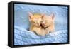 Baby Cat Sleeping. Ginger Kitten on Couch under Knitted Blanket. Two Cats Cuddling and Hugging. Dom-FamVeld-Framed Stretched Canvas