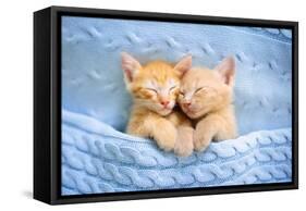 Baby Cat Sleeping. Ginger Kitten on Couch under Knitted Blanket. Two Cats Cuddling and Hugging. Dom-FamVeld-Framed Stretched Canvas