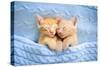 Baby Cat Sleeping. Ginger Kitten on Couch under Knitted Blanket. Two Cats Cuddling and Hugging. Dom-FamVeld-Stretched Canvas