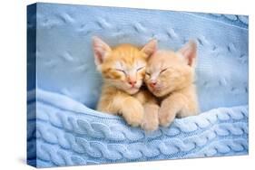 Baby Cat Sleeping. Ginger Kitten on Couch under Knitted Blanket. Two Cats Cuddling and Hugging. Dom-FamVeld-Stretched Canvas