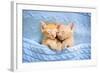 Baby Cat Sleeping. Ginger Kitten on Couch under Knitted Blanket. Two Cats Cuddling and Hugging. Dom-FamVeld-Framed Photographic Print