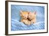 Baby Cat Sleeping. Ginger Kitten on Couch under Knitted Blanket. Two Cats Cuddling and Hugging. Dom-FamVeld-Framed Photographic Print