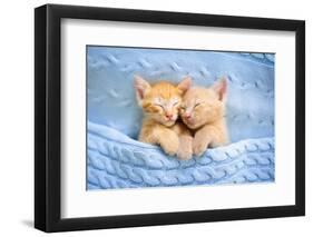 Baby Cat Sleeping. Ginger Kitten on Couch under Knitted Blanket. Two Cats Cuddling and Hugging. Dom-FamVeld-Framed Premium Photographic Print
