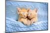 Baby Cat Sleeping. Ginger Kitten on Couch under Knitted Blanket. Two Cats Cuddling and Hugging. Dom-FamVeld-Mounted Premium Photographic Print