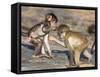 Baby Chacma Baboons (Papio Cynocephalus Ursinus), Playfighting, Kruger National Park, South Africa-Ann & Steve Toon-Framed Stretched Canvas