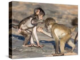 Baby Chacma Baboons (Papio Cynocephalus Ursinus), Playfighting, Kruger National Park, South Africa-Ann & Steve Toon-Stretched Canvas