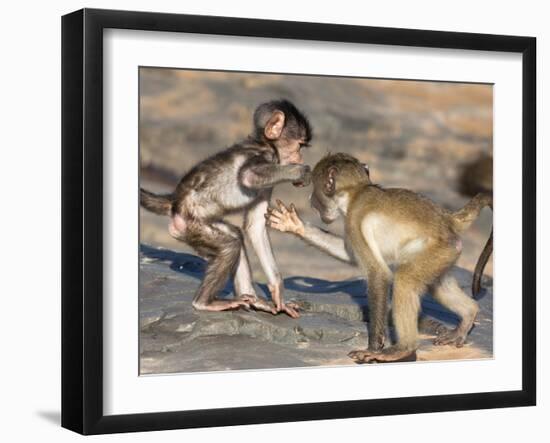 Baby Chacma Baboons (Papio Cynocephalus Ursinus), Playfighting, Kruger National Park, South Africa-Ann & Steve Toon-Framed Photographic Print