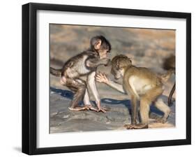 Baby Chacma Baboons (Papio Cynocephalus Ursinus), Playfighting, Kruger National Park, South Africa-Ann & Steve Toon-Framed Photographic Print