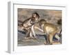 Baby Chacma Baboons (Papio Cynocephalus Ursinus), Playfighting, Kruger National Park, South Africa-Ann & Steve Toon-Framed Photographic Print