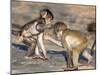 Baby Chacma Baboons (Papio Cynocephalus Ursinus), Playfighting, Kruger National Park, South Africa-Ann & Steve Toon-Mounted Photographic Print