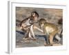 Baby Chacma Baboons (Papio Cynocephalus Ursinus), Playfighting, Kruger National Park, South Africa-Ann & Steve Toon-Framed Photographic Print