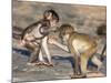 Baby Chacma Baboons (Papio Cynocephalus Ursinus), Playfighting, Kruger National Park, South Africa-Ann & Steve Toon-Mounted Photographic Print