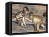 Baby Chacma Baboons (Papio Cynocephalus Ursinus), Playfighting, Kruger National Park, South Africa-Ann & Steve Toon-Framed Stretched Canvas