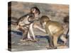 Baby Chacma Baboons (Papio Cynocephalus Ursinus), Playfighting, Kruger National Park, South Africa-Ann & Steve Toon-Stretched Canvas