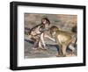 Baby Chacma Baboons (Papio Cynocephalus Ursinus), Playfighting, Kruger National Park, South Africa-Ann & Steve Toon-Framed Photographic Print