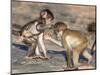 Baby Chacma Baboons (Papio Cynocephalus Ursinus), Playfighting, Kruger National Park, South Africa-Ann & Steve Toon-Mounted Photographic Print