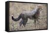 Baby Cheetah in the Masai Mara Reserve of Kenya Africa-Darrell Gulin-Framed Stretched Canvas