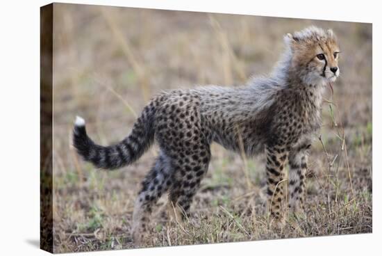 Baby Cheetah in the Masai Mara Reserve of Kenya Africa-Darrell Gulin-Stretched Canvas