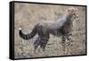 Baby Cheetah in the Masai Mara Reserve of Kenya Africa-Darrell Gulin-Framed Stretched Canvas