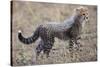 Baby Cheetah in the Masai Mara Reserve of Kenya Africa-Darrell Gulin-Stretched Canvas