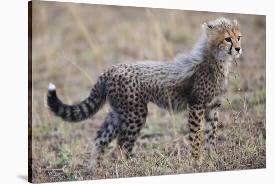 Baby Cheetah in the Masai Mara Reserve of Kenya Africa-Darrell Gulin-Stretched Canvas