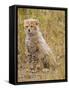 Baby Cheetah in the Masai Mara Reserve of Kenya Africa-Darrell Gulin-Framed Stretched Canvas