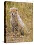 Baby Cheetah in the Masai Mara Reserve of Kenya Africa-Darrell Gulin-Stretched Canvas