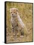 Baby Cheetah in the Masai Mara Reserve of Kenya Africa-Darrell Gulin-Framed Stretched Canvas