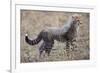 Baby Cheetah in the Masai Mara Reserve of Kenya Africa-Darrell Gulin-Framed Photographic Print