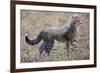 Baby Cheetah in the Masai Mara Reserve of Kenya Africa-Darrell Gulin-Framed Photographic Print