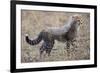 Baby Cheetah in the Masai Mara Reserve of Kenya Africa-Darrell Gulin-Framed Photographic Print