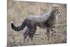 Baby Cheetah in the Masai Mara Reserve of Kenya Africa-Darrell Gulin-Mounted Photographic Print