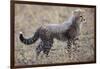 Baby Cheetah in the Masai Mara Reserve of Kenya Africa-Darrell Gulin-Framed Photographic Print