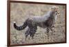 Baby Cheetah in the Masai Mara Reserve of Kenya Africa-Darrell Gulin-Framed Photographic Print