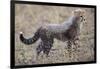 Baby Cheetah in the Masai Mara Reserve of Kenya Africa-Darrell Gulin-Framed Photographic Print