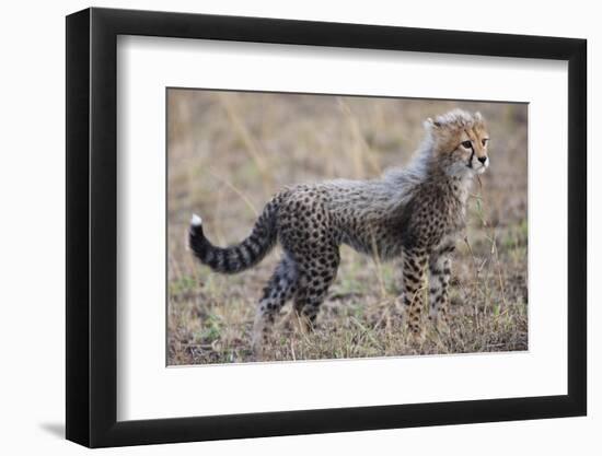 Baby Cheetah in the Masai Mara Reserve of Kenya Africa-Darrell Gulin-Framed Photographic Print
