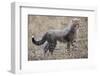 Baby Cheetah in the Masai Mara Reserve of Kenya Africa-Darrell Gulin-Framed Photographic Print